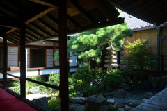 250916妙蓮寺37