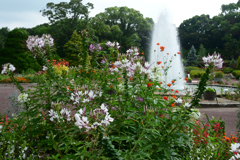 250708京都植物園04