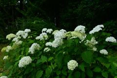 250617京都植物園29