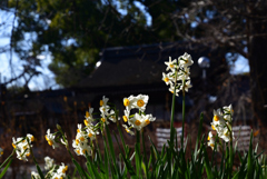 230117c平野神社26