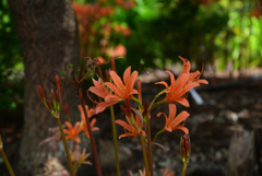 220823京都植物園37