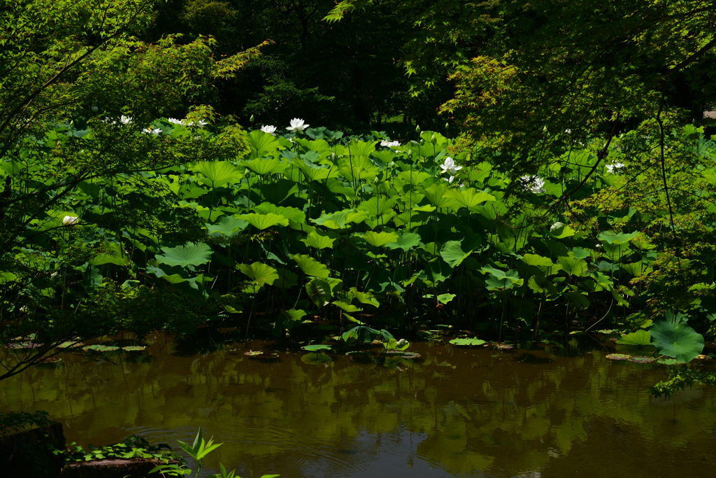 230704京都植物園45