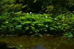 230704京都植物園45