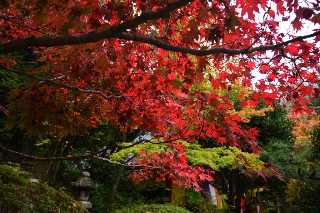 181118f今熊野観音寺13