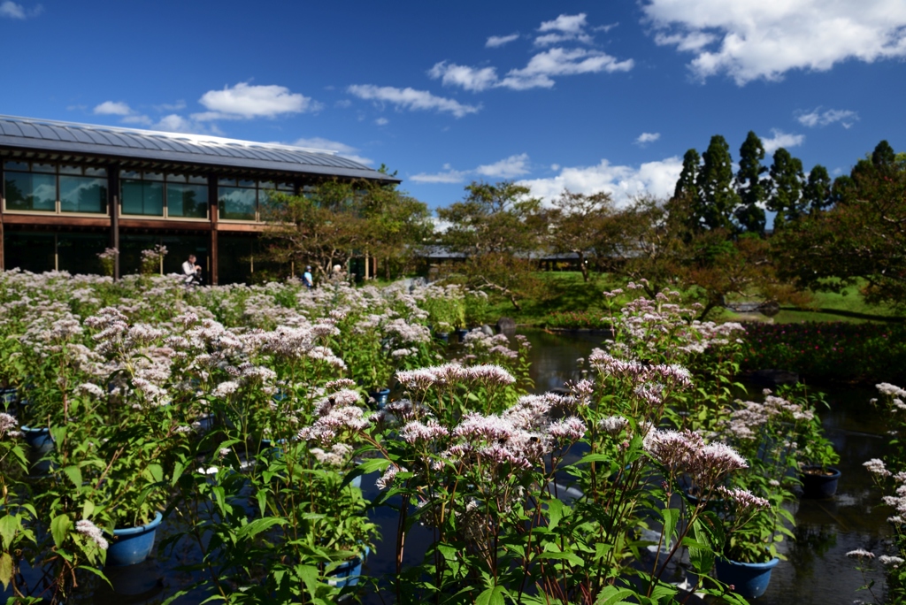 181008梅小路公園14+