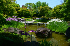 250605b大仙公園12
