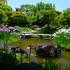 250605b大仙公園12