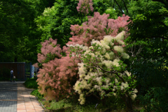 220619長居植物園64