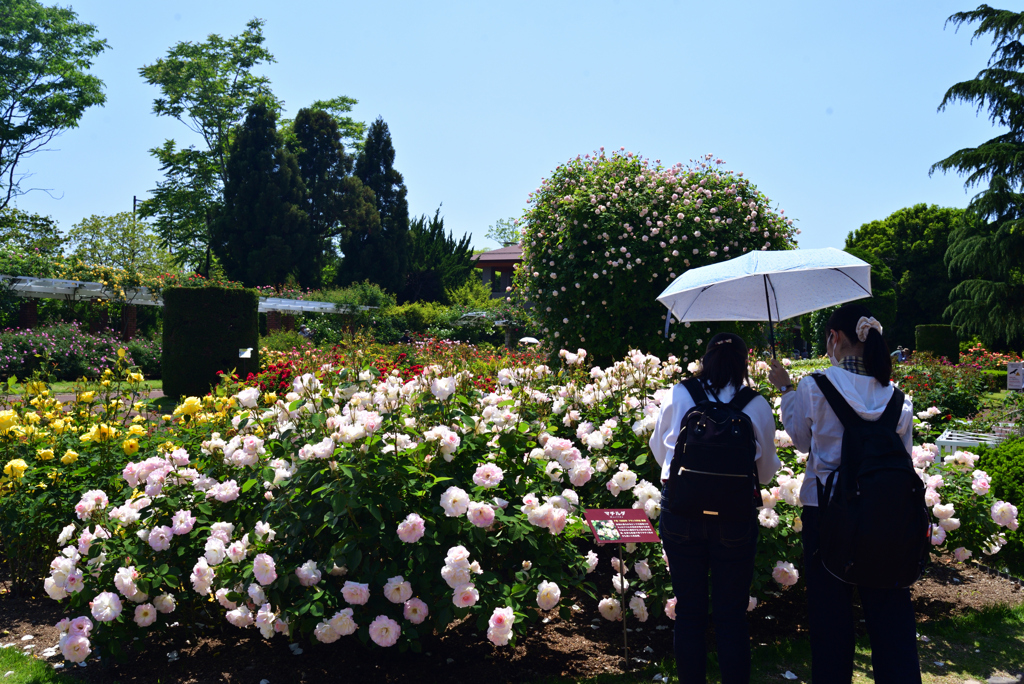 230509京都植物園24Matilda