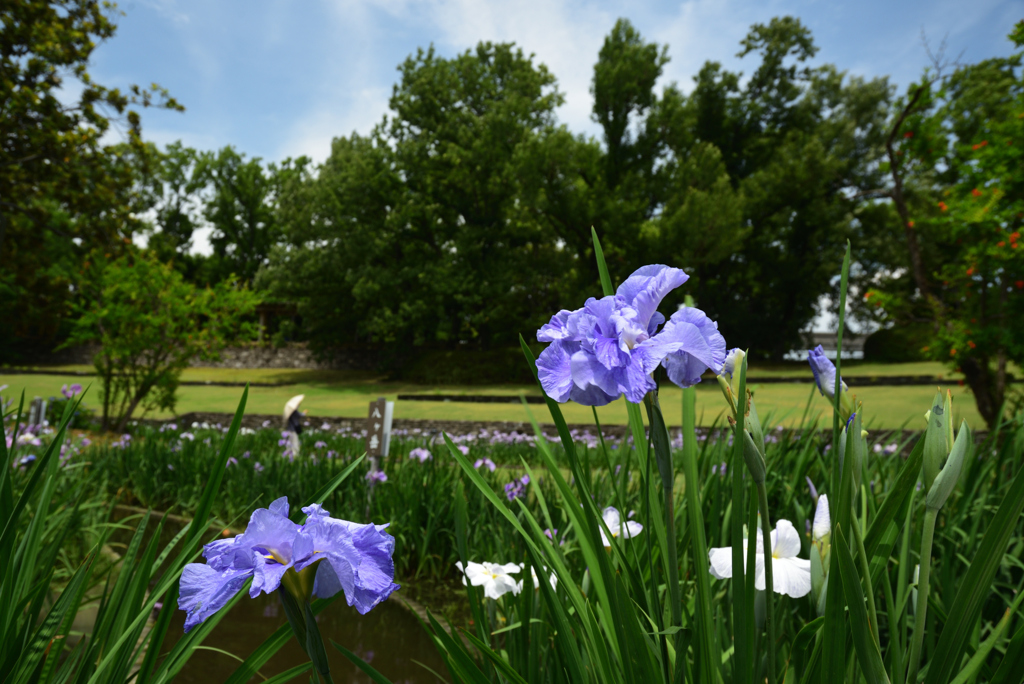 200615万博公園13