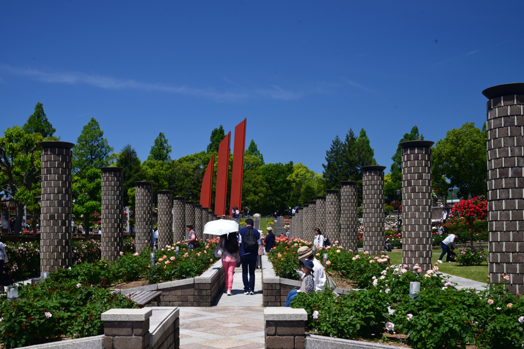 240511荒牧バラ公園01