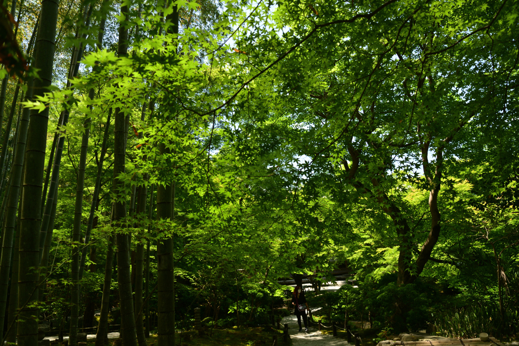 220524c圓光寺20