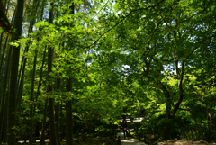220524c圓光寺20