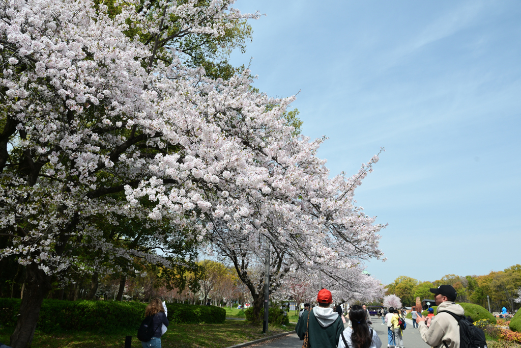 250408a大阪城02