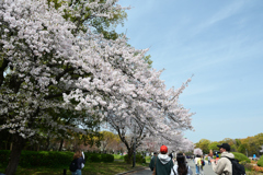 250408a大阪城02