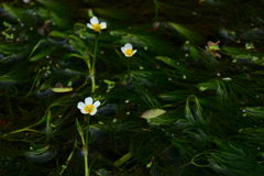 250518京都植物園59