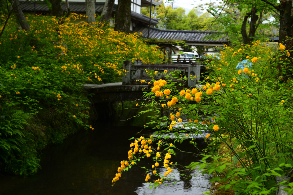 230418b松尾大社13