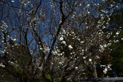 190305a梅宮大社05