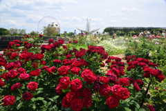 240608万博公園28