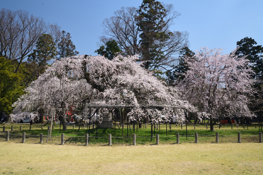 210323a上賀茂神社20