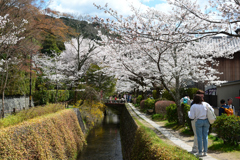 250403e哲学の道13