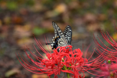 240929京都植物園51