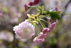 230404a京都御苑25