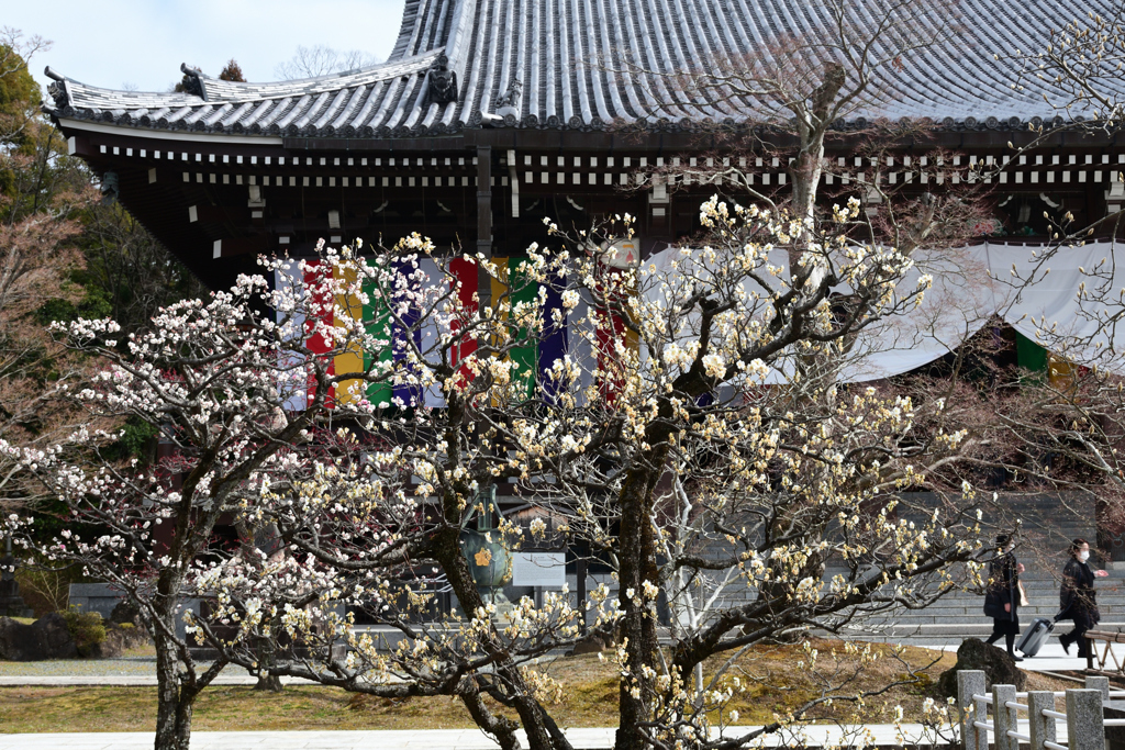 240218b智積院06