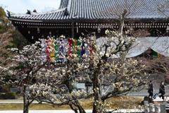 240218b智積院06