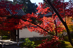 241206a鹿王院42
