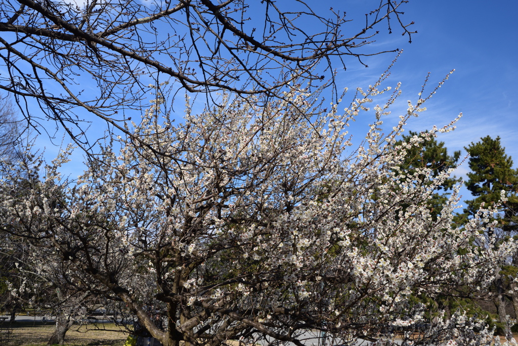 190223b京都御苑07