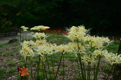 251003京都植物園37
