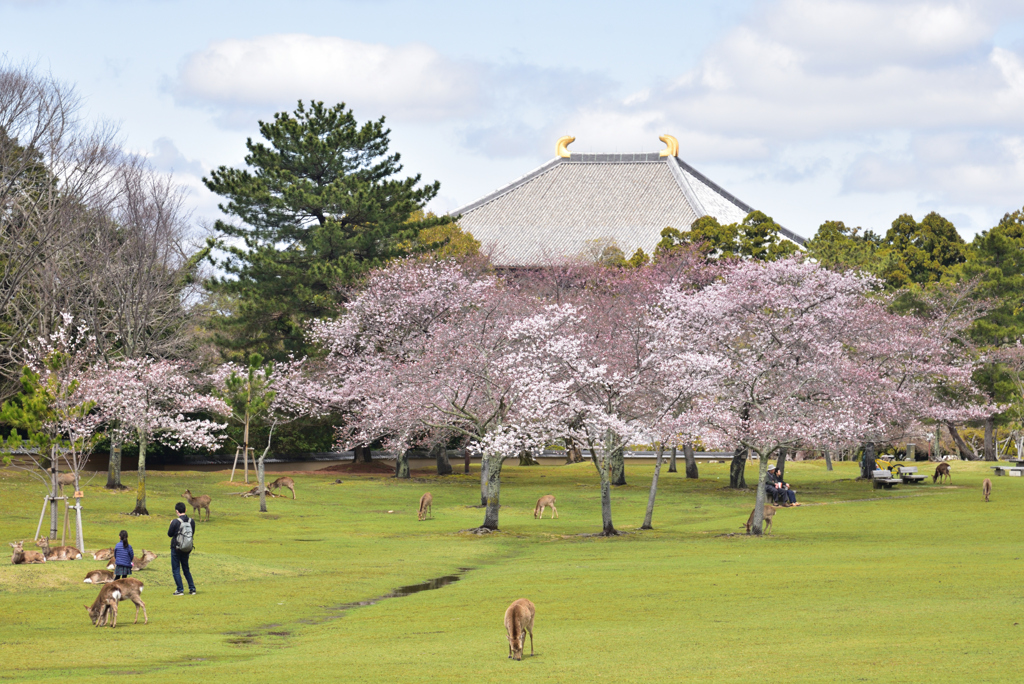 200329a奈良公園08
