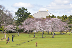 200329a奈良公園08