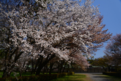 220405a京都御苑53