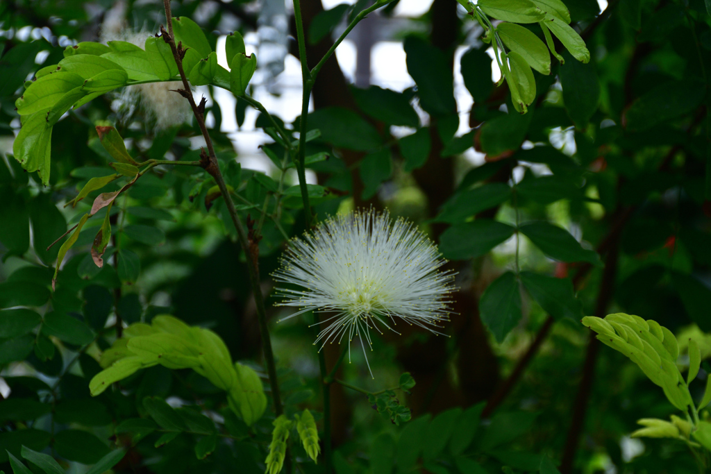 260131b京都植物園10