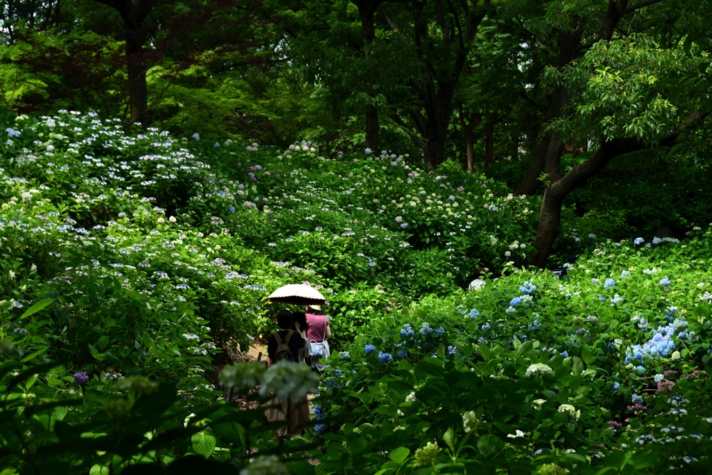 180603長居植物園11+