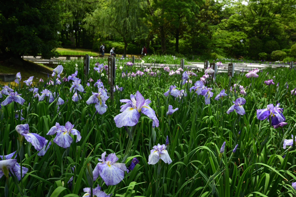 200615万博公園07