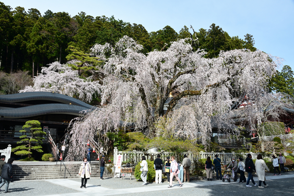 250405b身延山久遠寺03