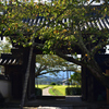190925c明日香村橘寺07