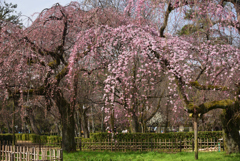 200313京都御苑09