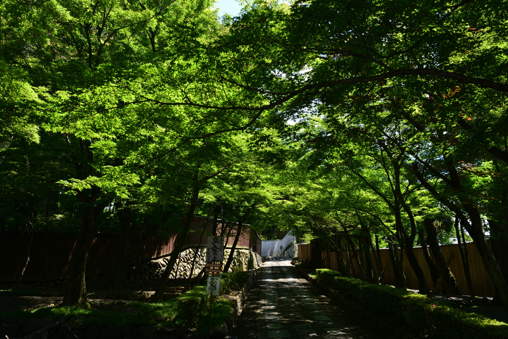 230616d東福寺29