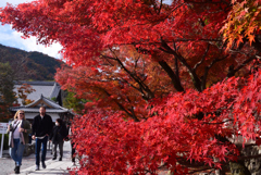 241206b天龍寺17