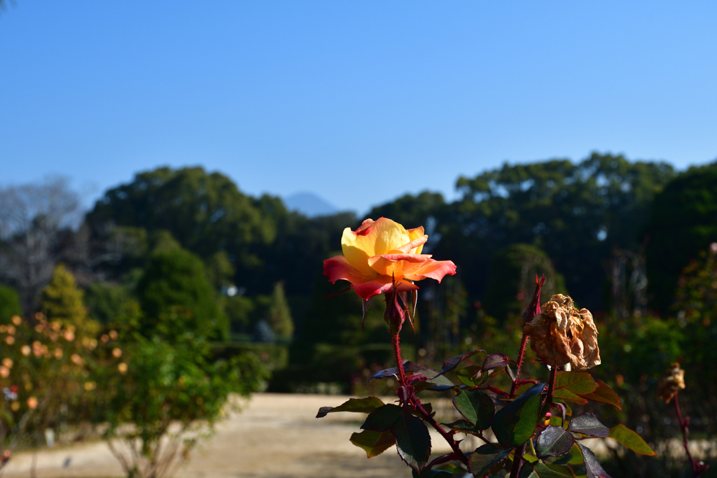 260117a京都植物園03