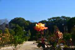 260117a京都植物園03