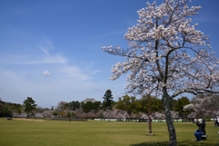 220330b奈良公園21