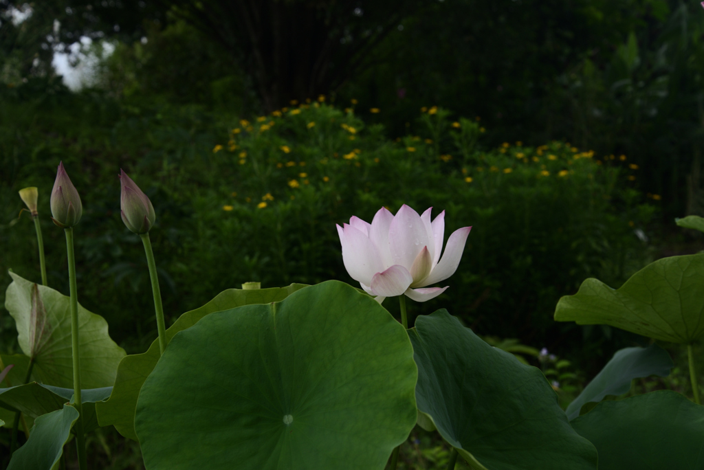 210716a京都植物園48