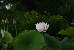 210716a京都植物園48