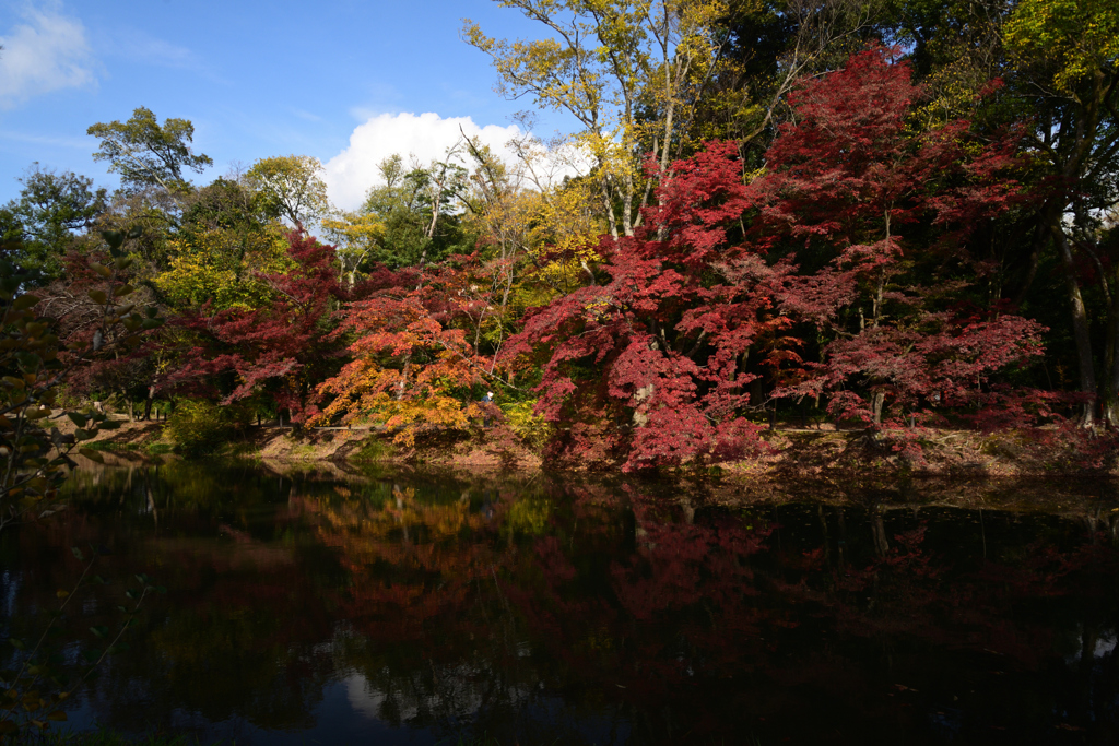 211116京都植物園29