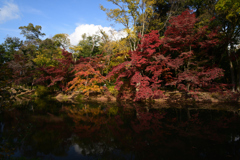 211116京都植物園29